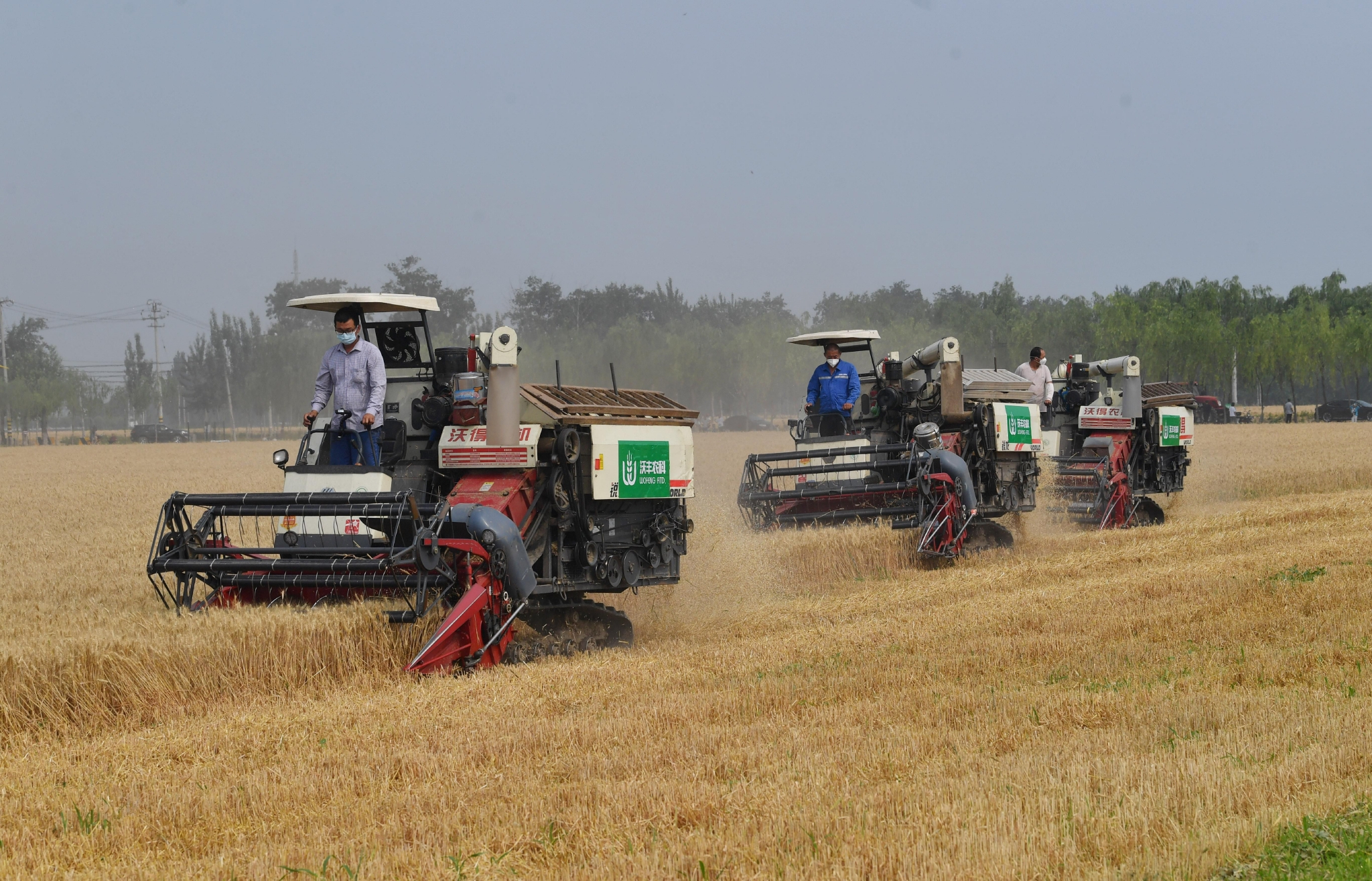 大兴瀛海4400余亩小麦收割农企统一管理生产确保颗粒归仓
