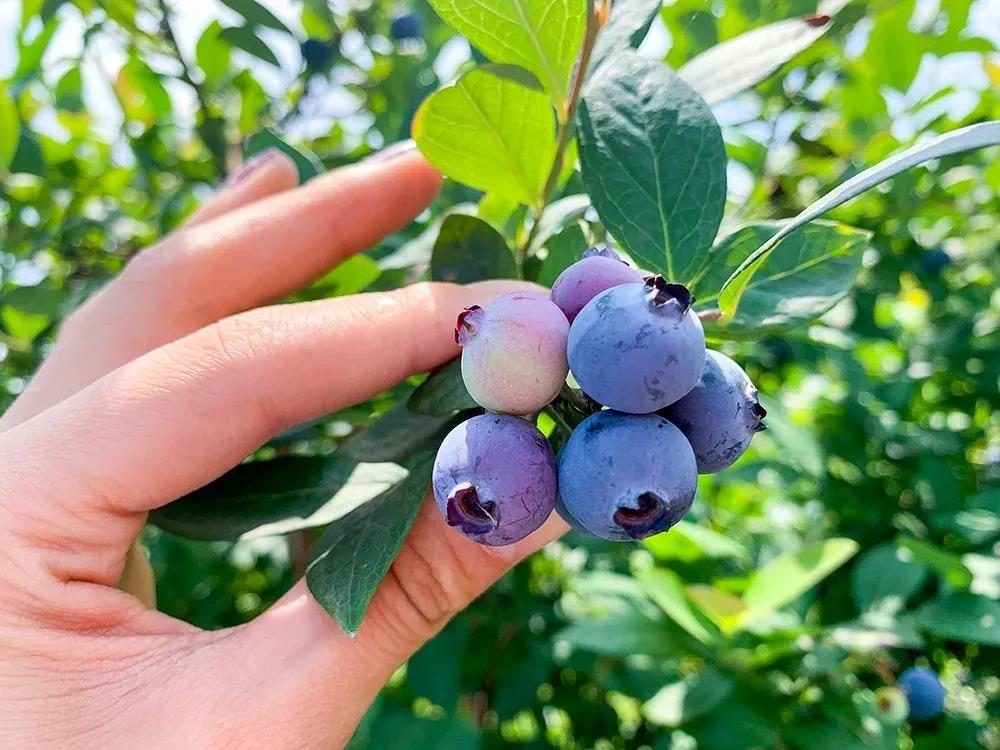 举行,怀宁县人民政府副县长丁霞光,怀宁县蓝莓产业发展中心主任陈兵