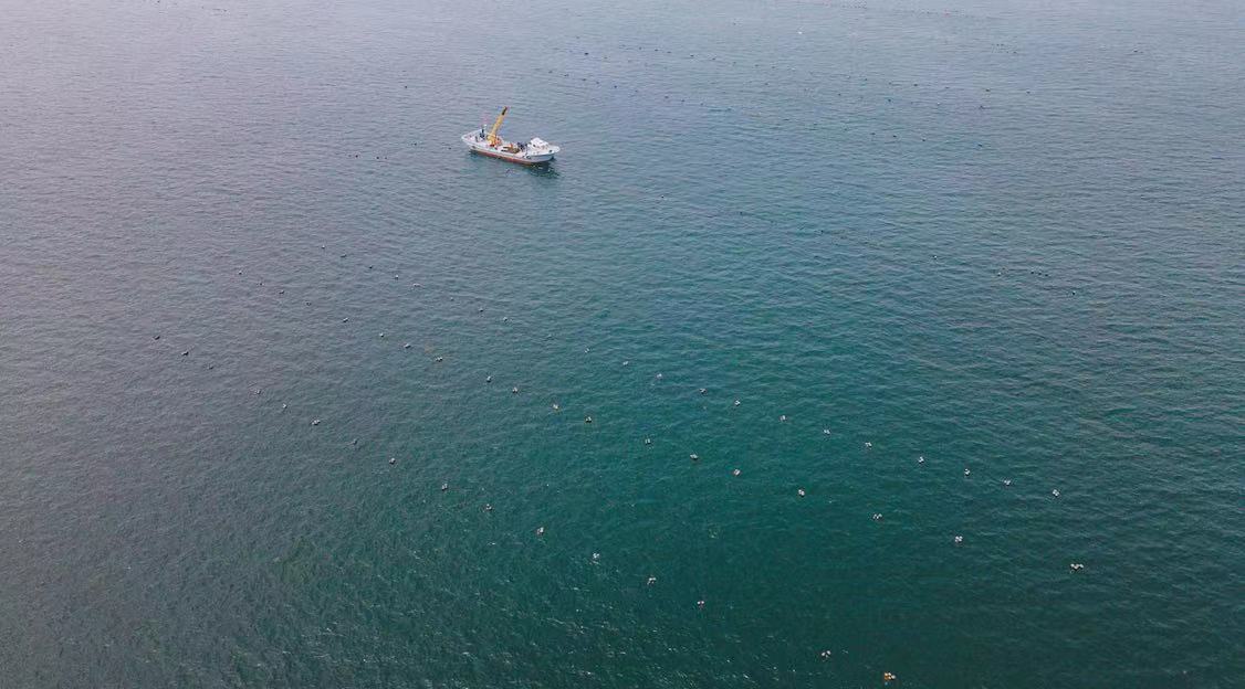 图说：海上盒马村的捕捞船，海面上的“星星点点”是浮漂，下面是生蚝的吊笼。