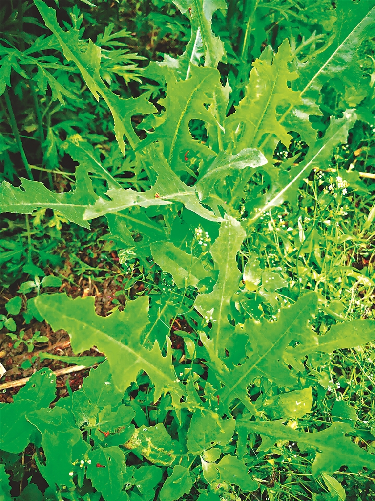 努敏河畔的曲麻菜