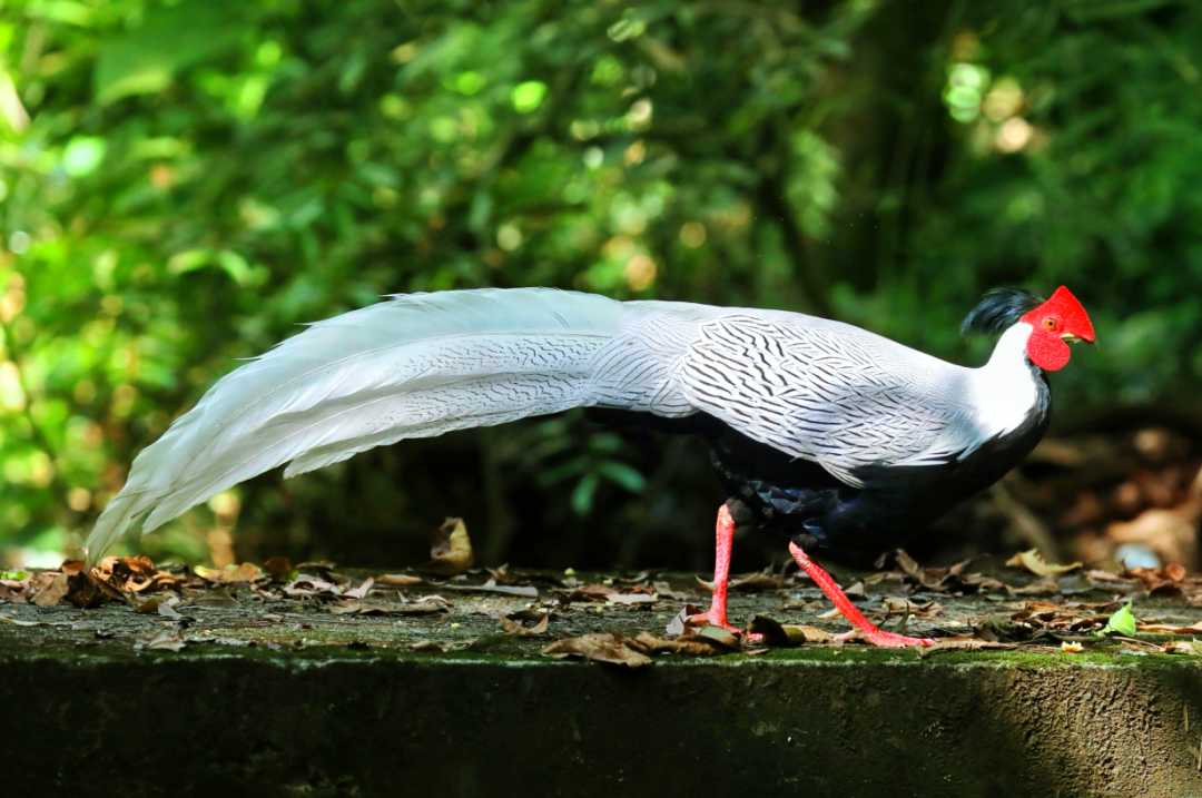 白鹇&nbsp;聂伟健&nbsp;摄