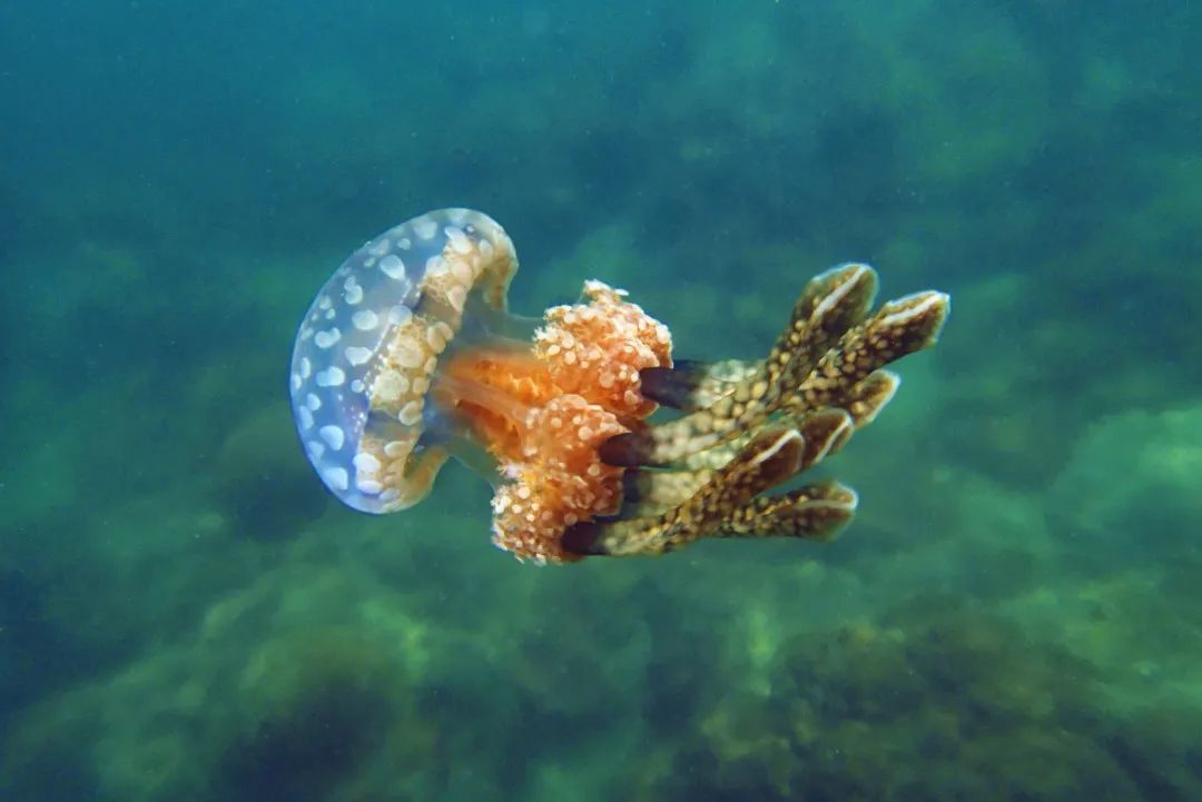 巴布亚硝水母是刺胞动物.