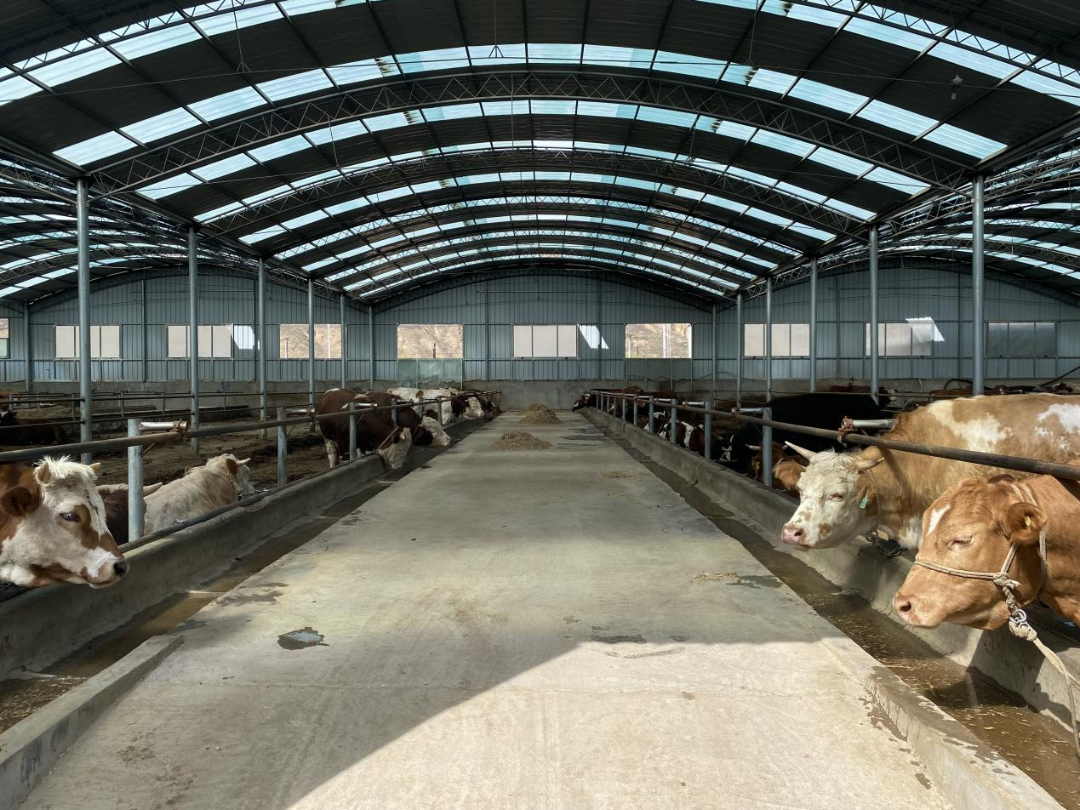图为红旗村合作社牛棚.肉牛养殖是杨河乡的主导产业.