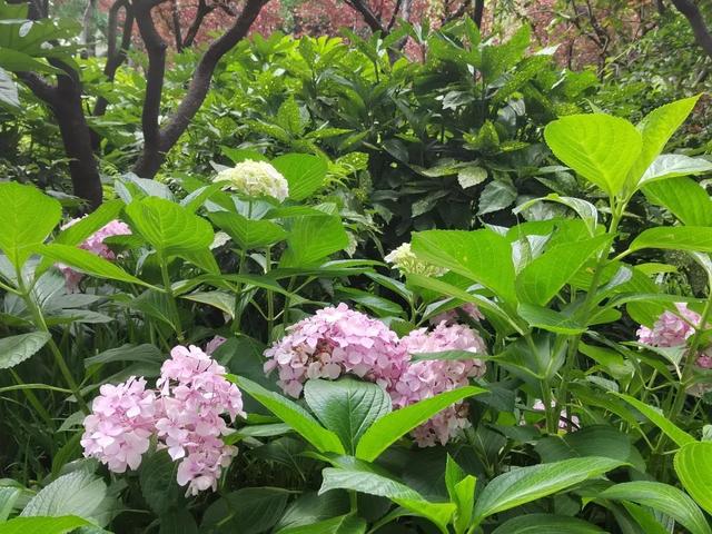 普陀人 本周梅雨 回归 出门记得带伞哦 新浪财经 新浪网 普陀人 本周梅雨 回归 出门记得带伞哦 新浪财经 新浪网