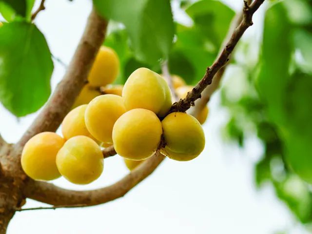 超甜的新疆小白杏一年只卖15天