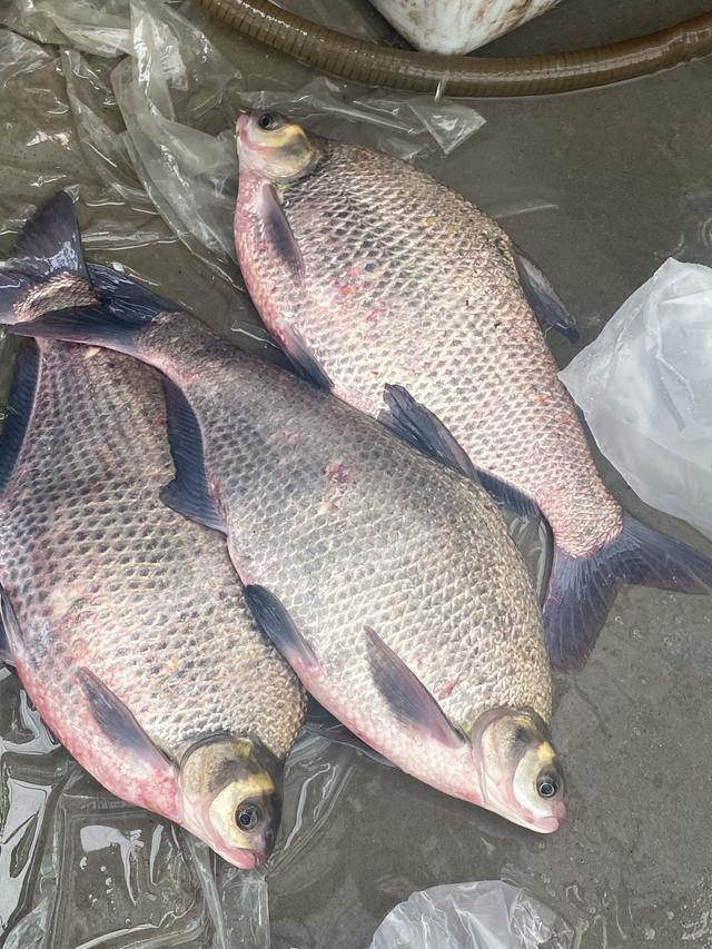 制作剁椒团头鲂的上等食材国家级水产良种团头鲂浦江1号在松出苗