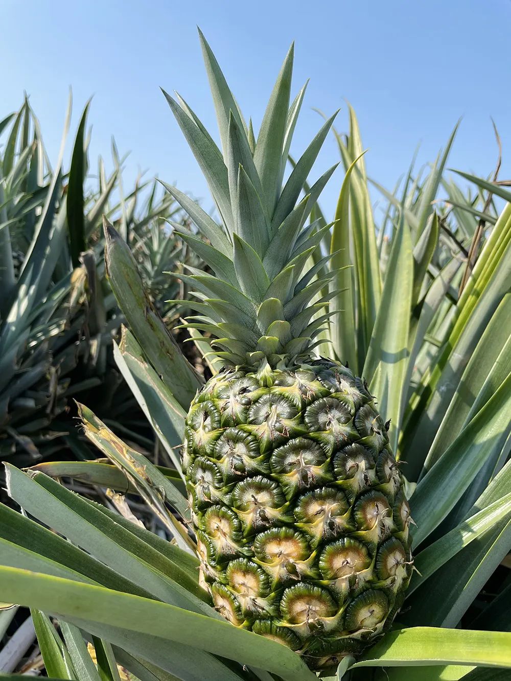 这是海南尖峰镇菠萝种植基地内种植的金菠萝(3月19日摄).