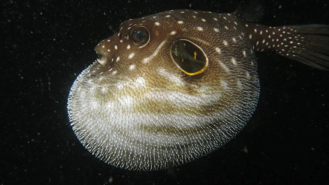 色彩诡异的纹腹叉鼻鲀(tún)遇到危险后会泵入大量的空气或水,将