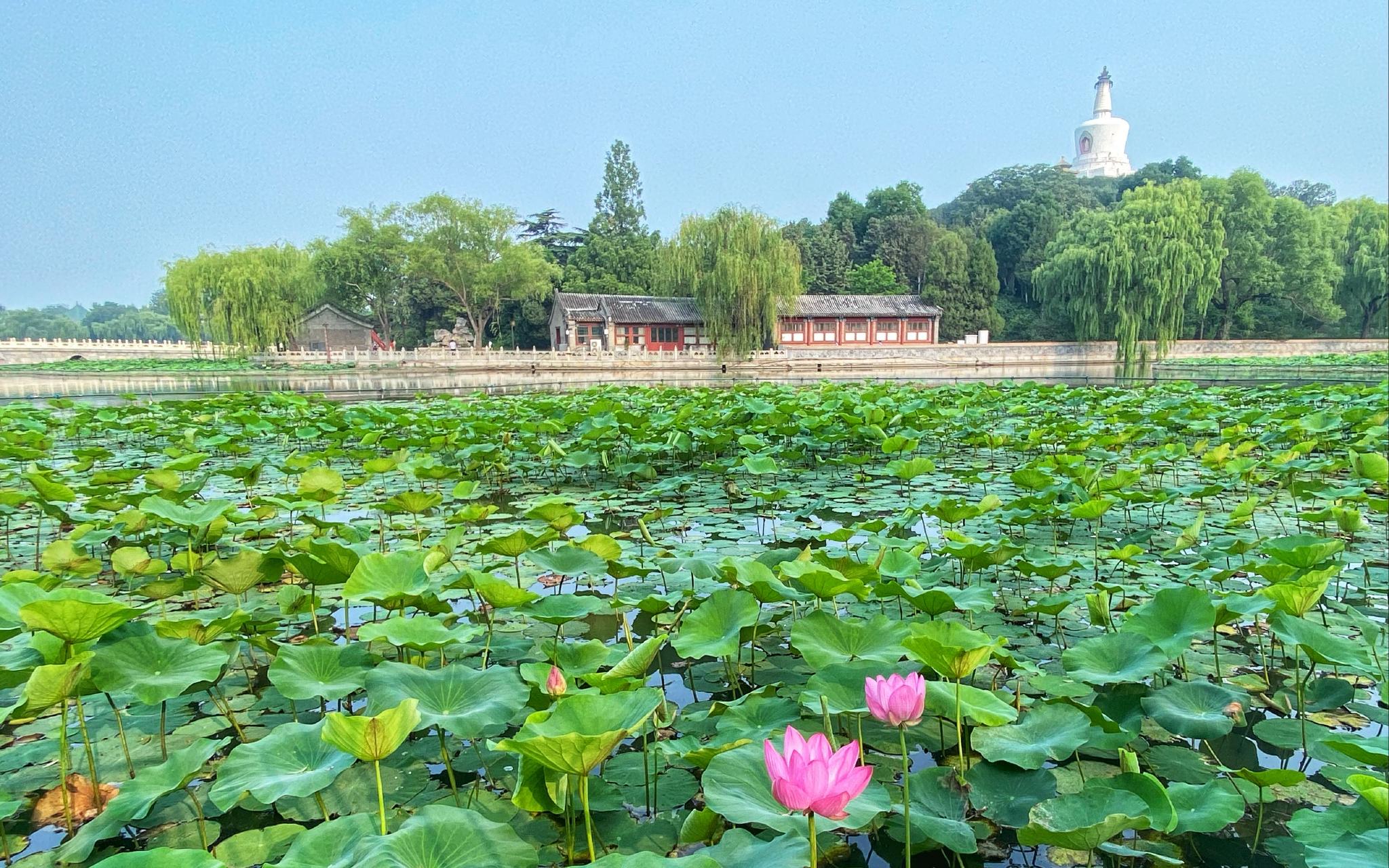 北京市属公园荷花进入始花期,赏荷观莲攻略来了