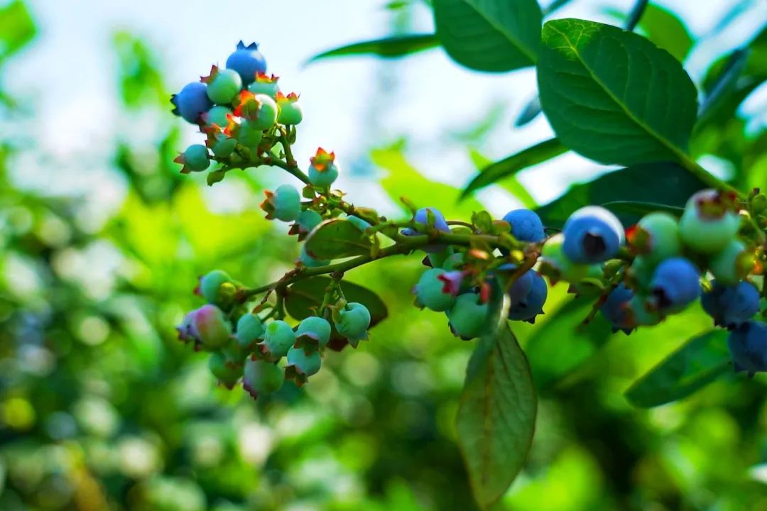 夏至未至一起探访沪上最大的蓝莓采摘园
