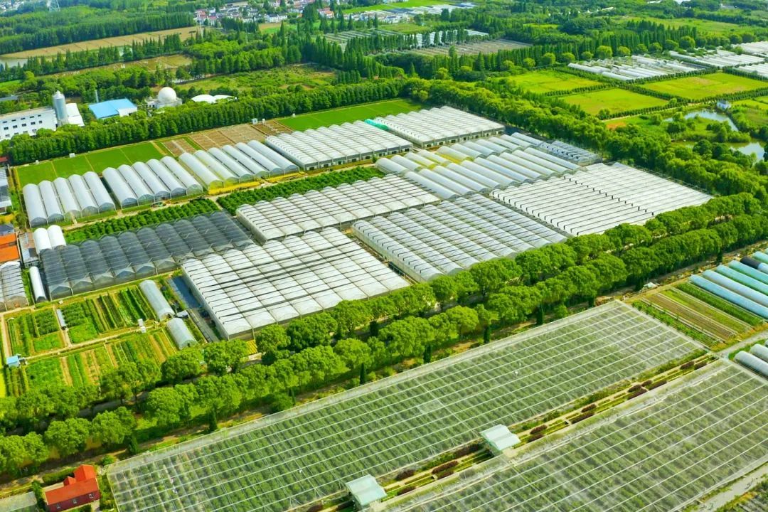 夏至未至一起探访沪上最大的蓝莓采摘园