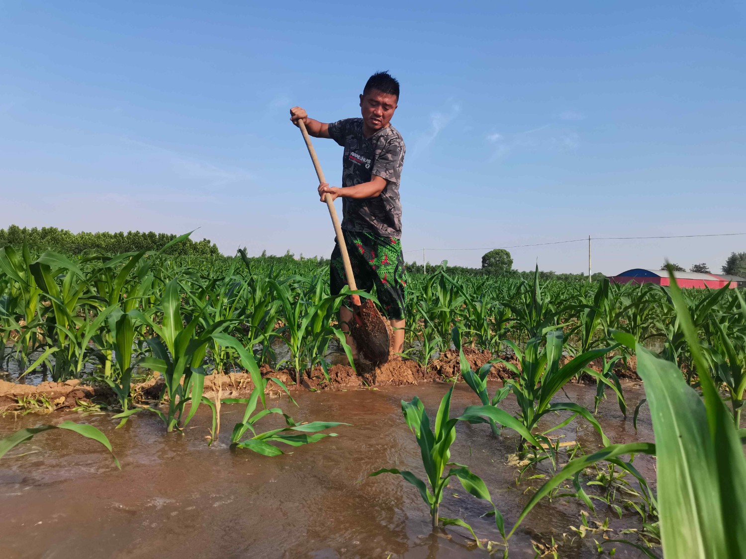 河北省魏县车往镇农民用地表水灌溉农田(受访单位供图)