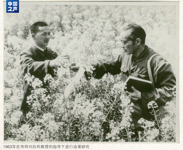△1963年，傅廷栋（左）与导师刘后利在田间研究油菜。