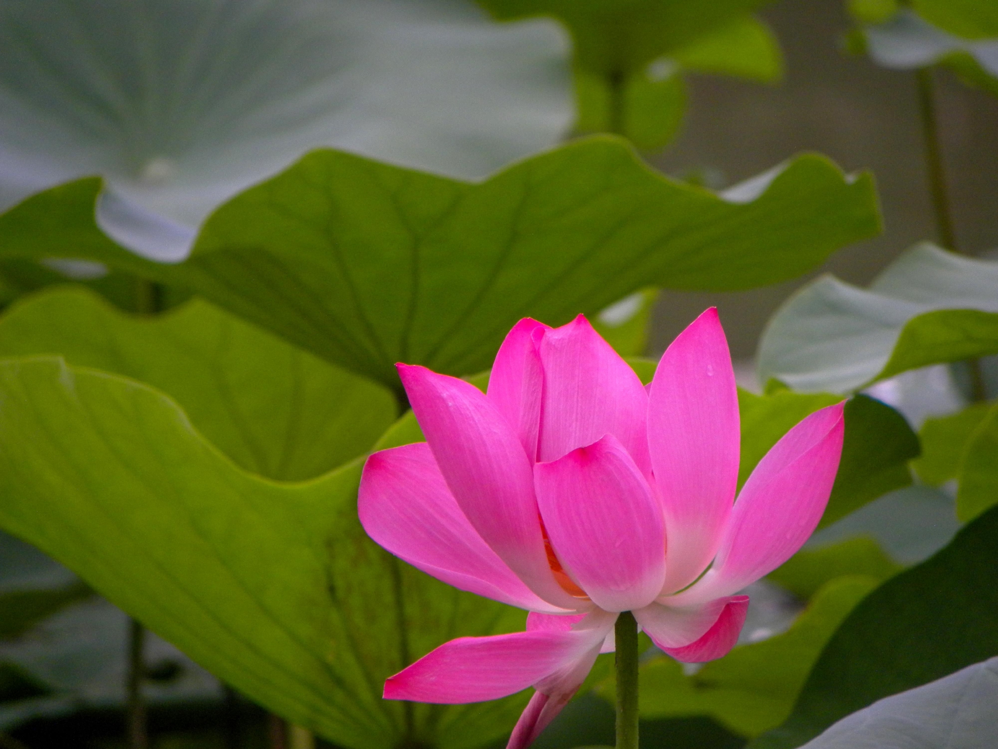 二十四节气夏至向阳而生不负时光