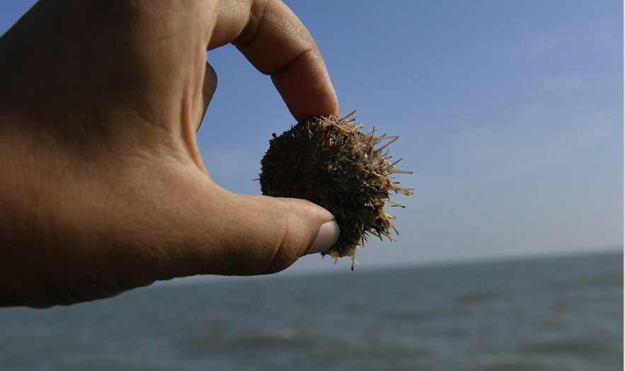 日本海胆泛滥成灾大批渔民用铁棒敲碎驱逐
