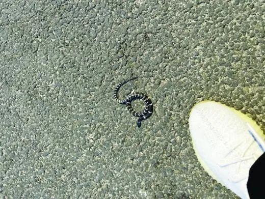 瘆人天热频遇虫蛇莫要草率出手