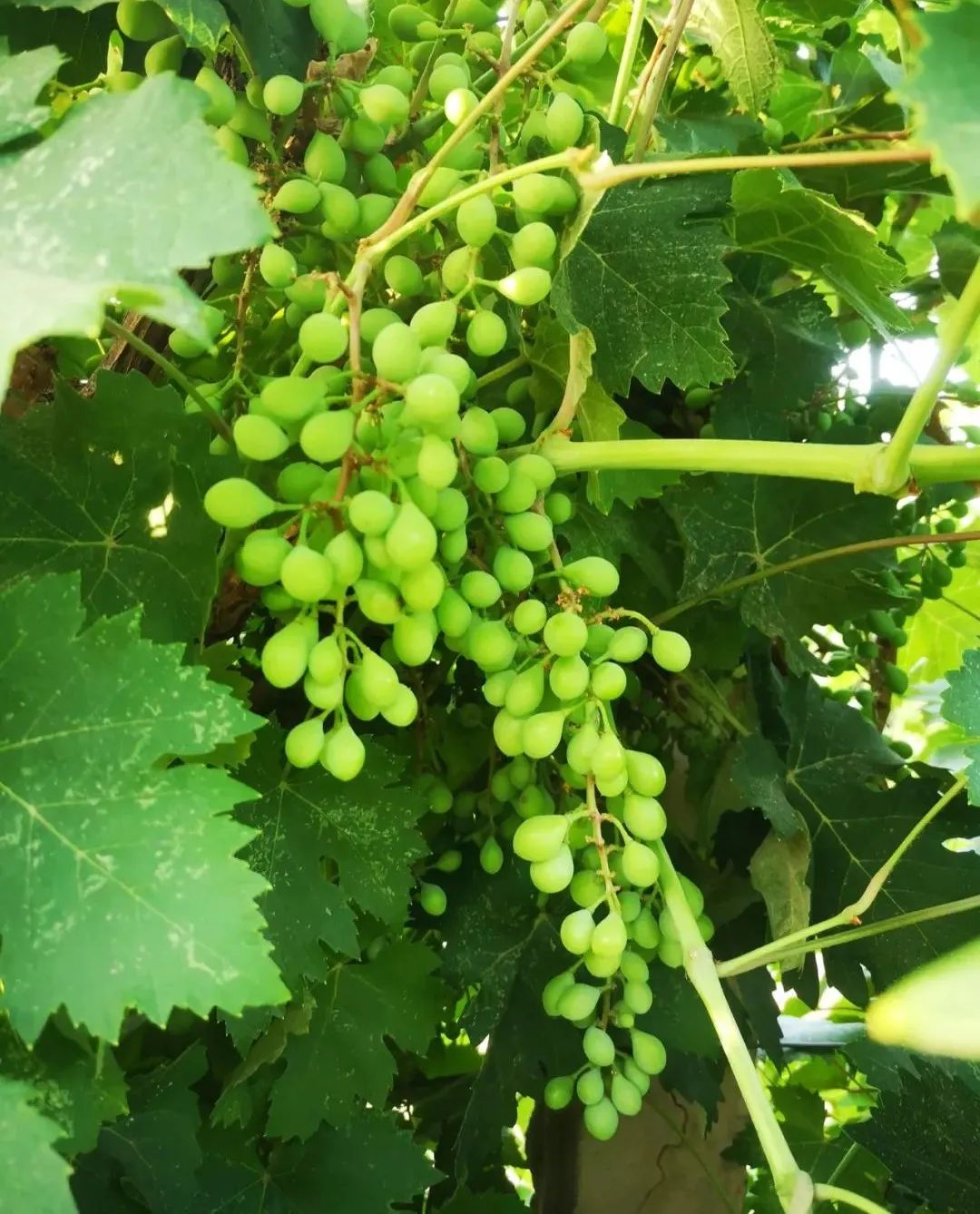 刚刚坐果的柔丁香由于建园时间较长,为了不断保持和提升葡萄品种的