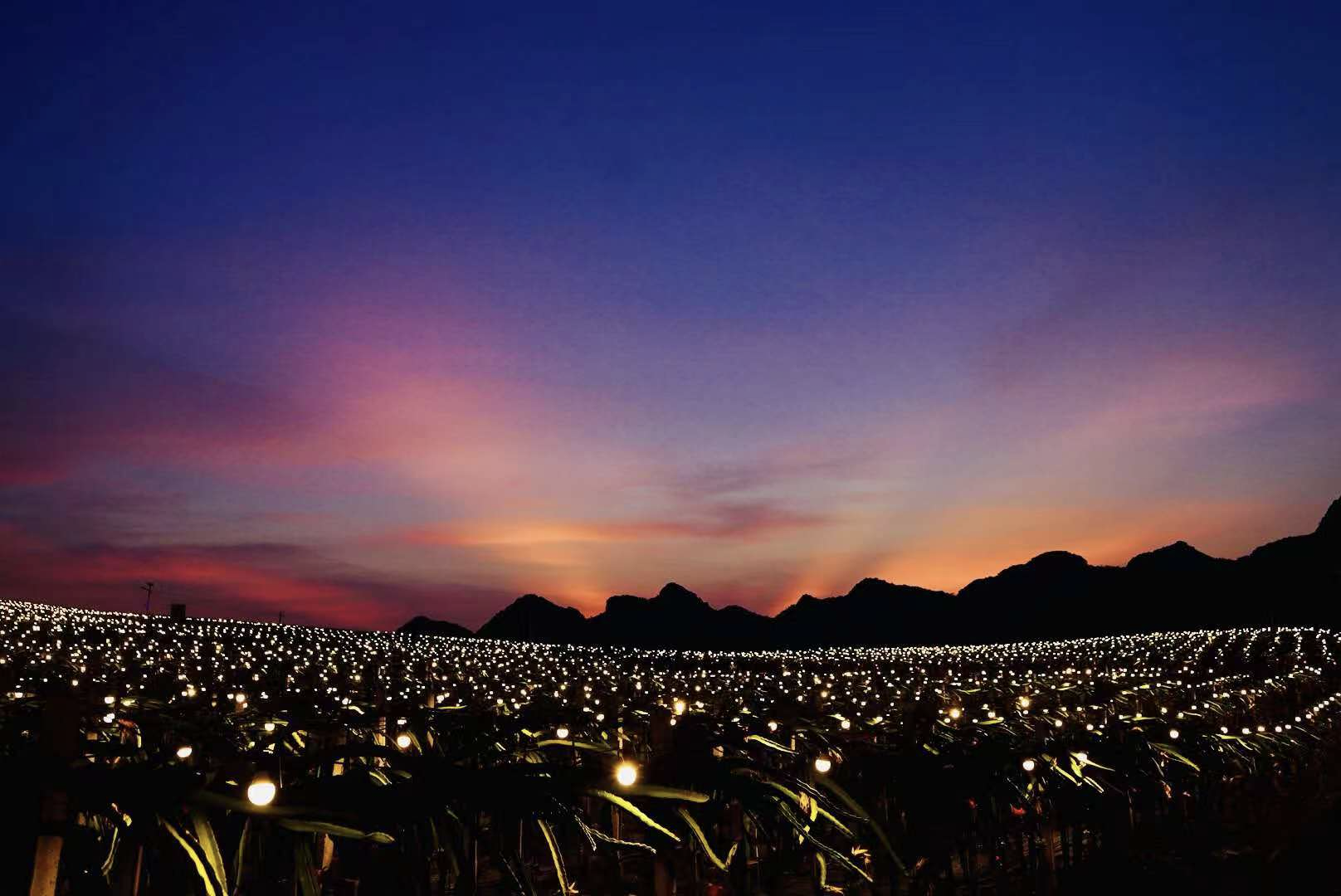 火龙果灯海搜索热度上涨101美团优选送浪漫灯光果到大江南北