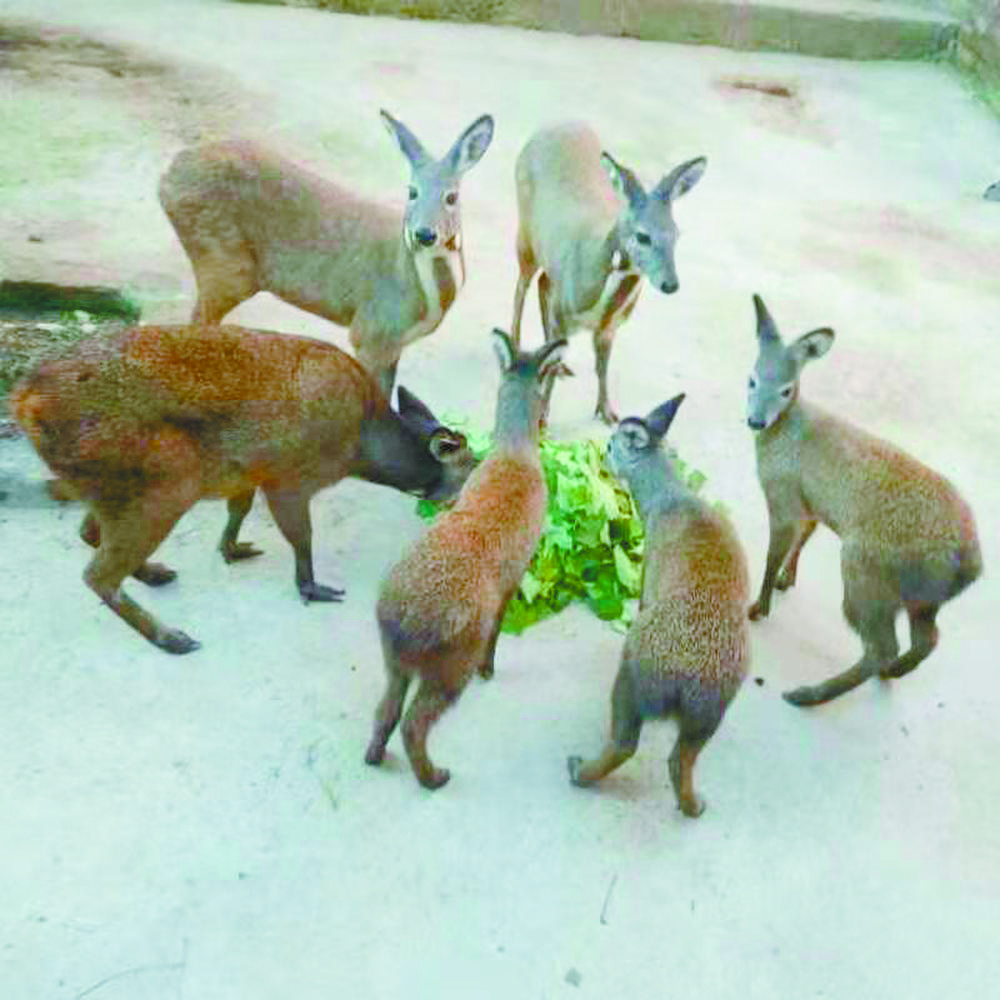 林麝养殖钱景好