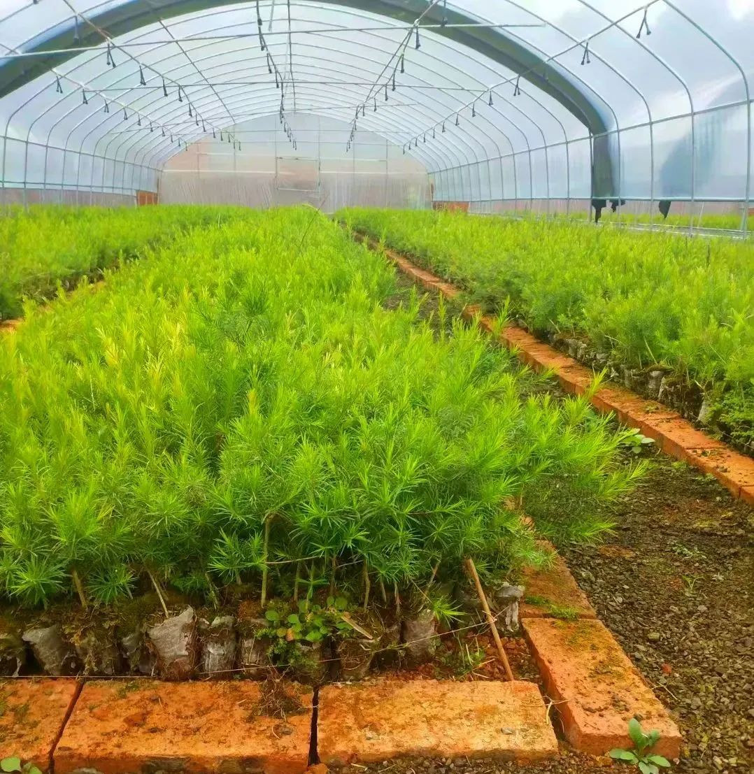 该公司总经理陈焕妃是土生土长的防城人,经过仔细考察,她发现澳洲茶树