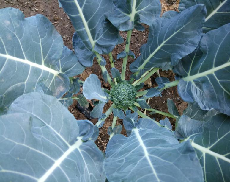 盛夏来临 西兰花这样采收保质保量