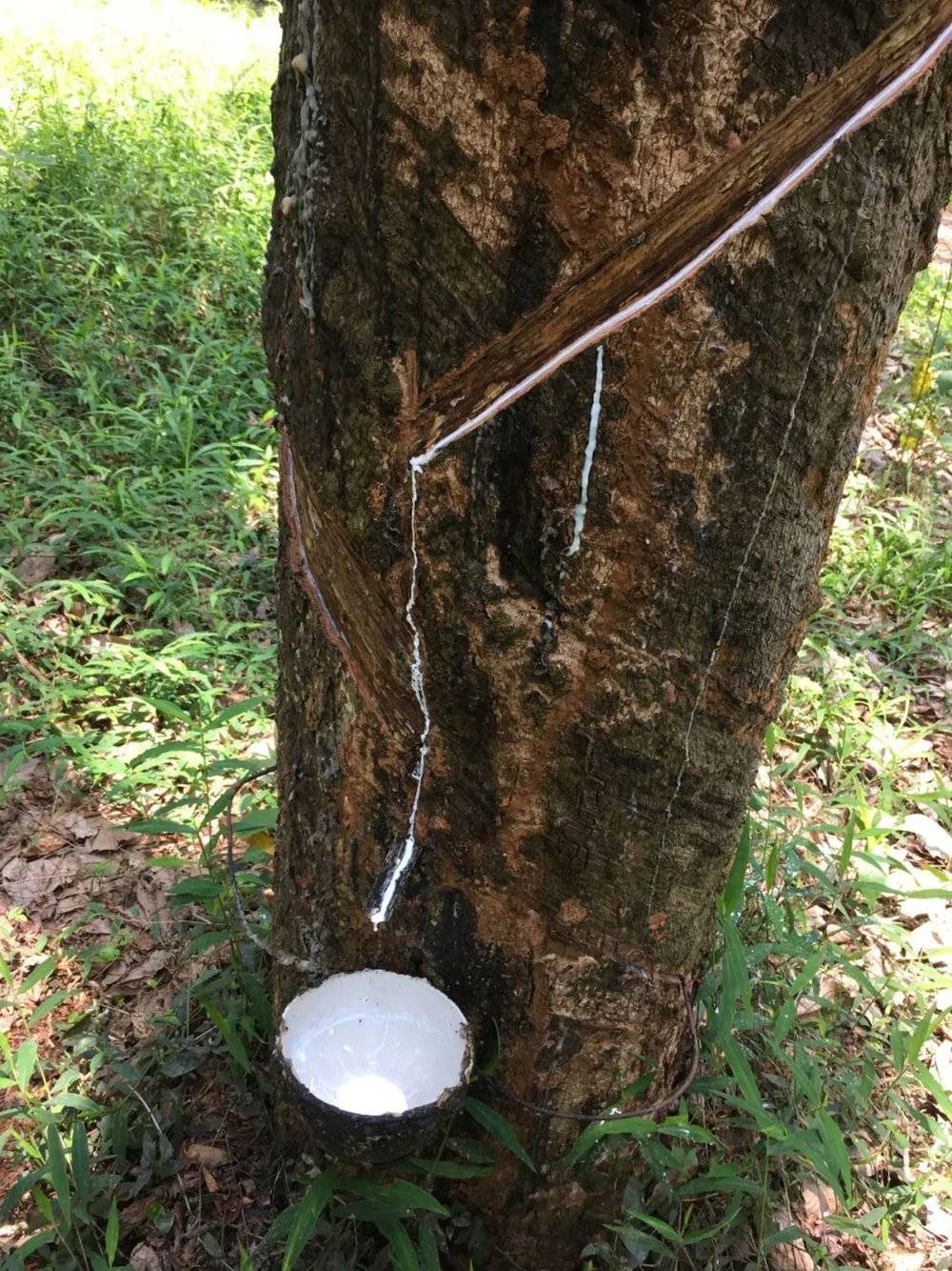 云南省临沧市沧源县班洪佤寨橡胶林中割橡胶图景,田远帆摄于2017年6月