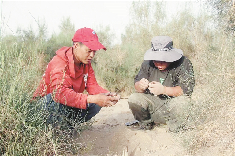 6月12日，刘志勇（左）在查看沙漠肉苁蓉与梭梭树嫁接情况。严君峰 摄