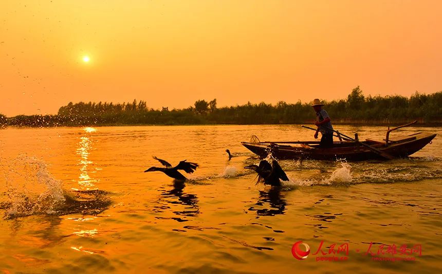 映日荷花别样红雄安白洋淀万亩荷塘美不胜收
