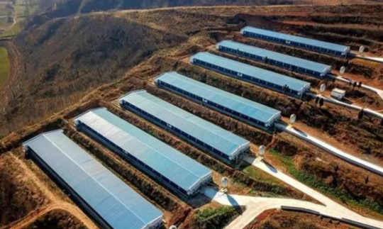 资料:光伏猪圈示意图