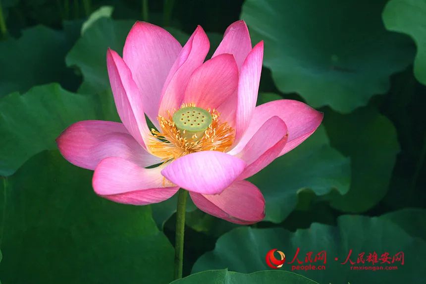 映日荷花别样红雄安白洋淀万亩荷塘美不胜收