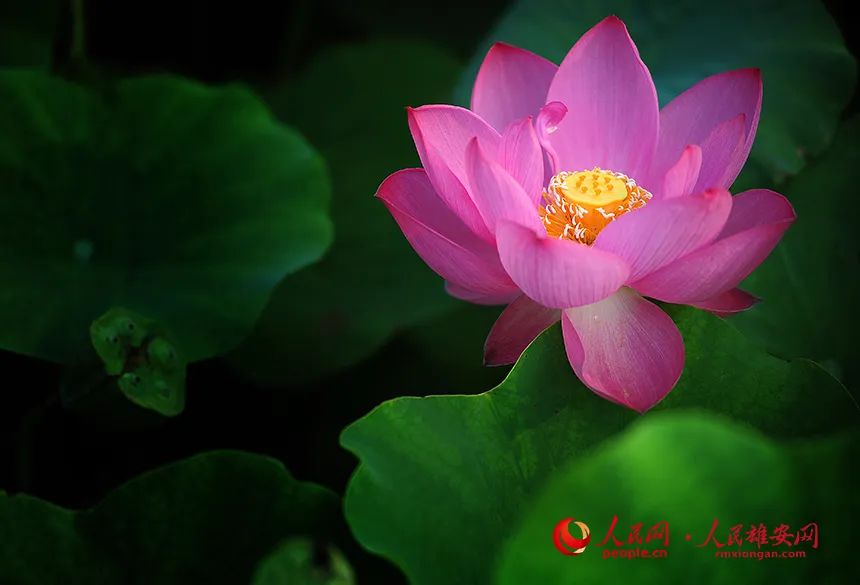 荷花,荷叶,莲蓬,是夏日里不可或缺的美.刘向阳摄