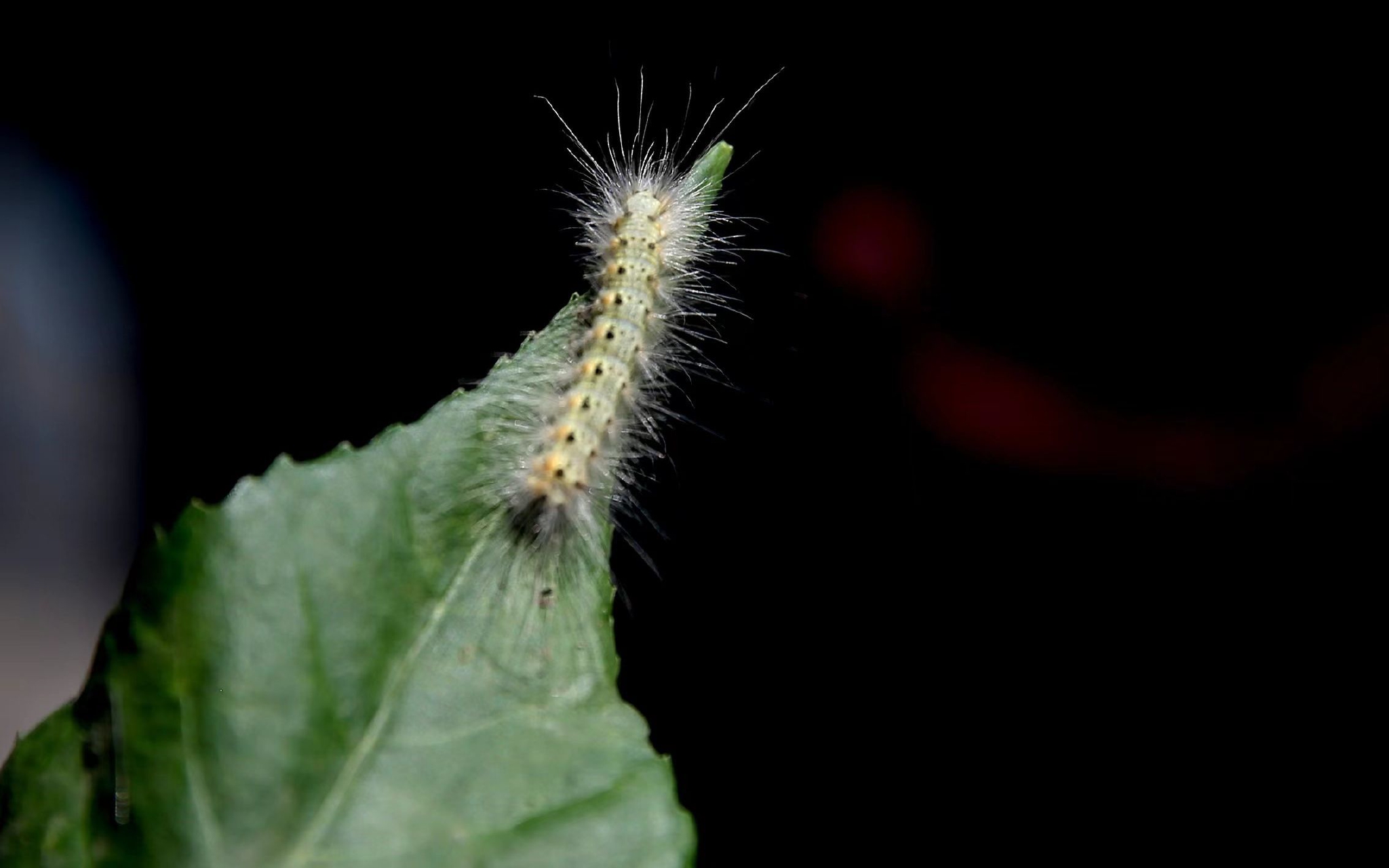 越冬代成虫较去年增加253 北京用这些 神器 防治美国白蛾 美国 新浪财经 新浪网