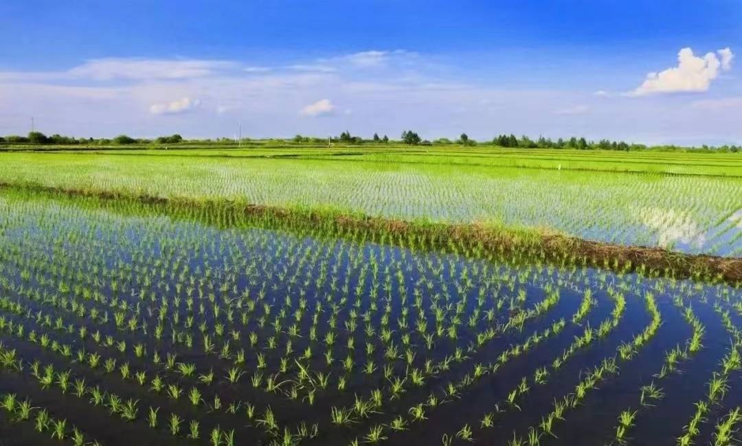 黑龙江高标准农田.