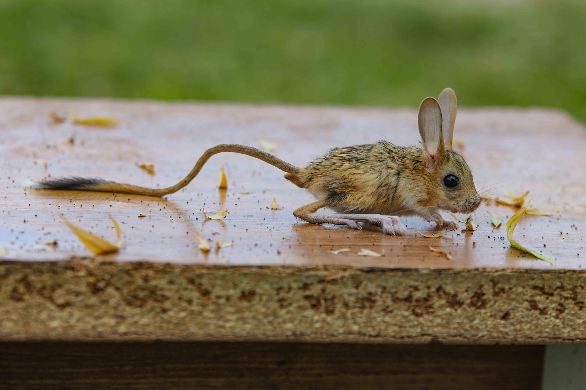 土耳其动保康复中心内小跳鼠觅食玩耍