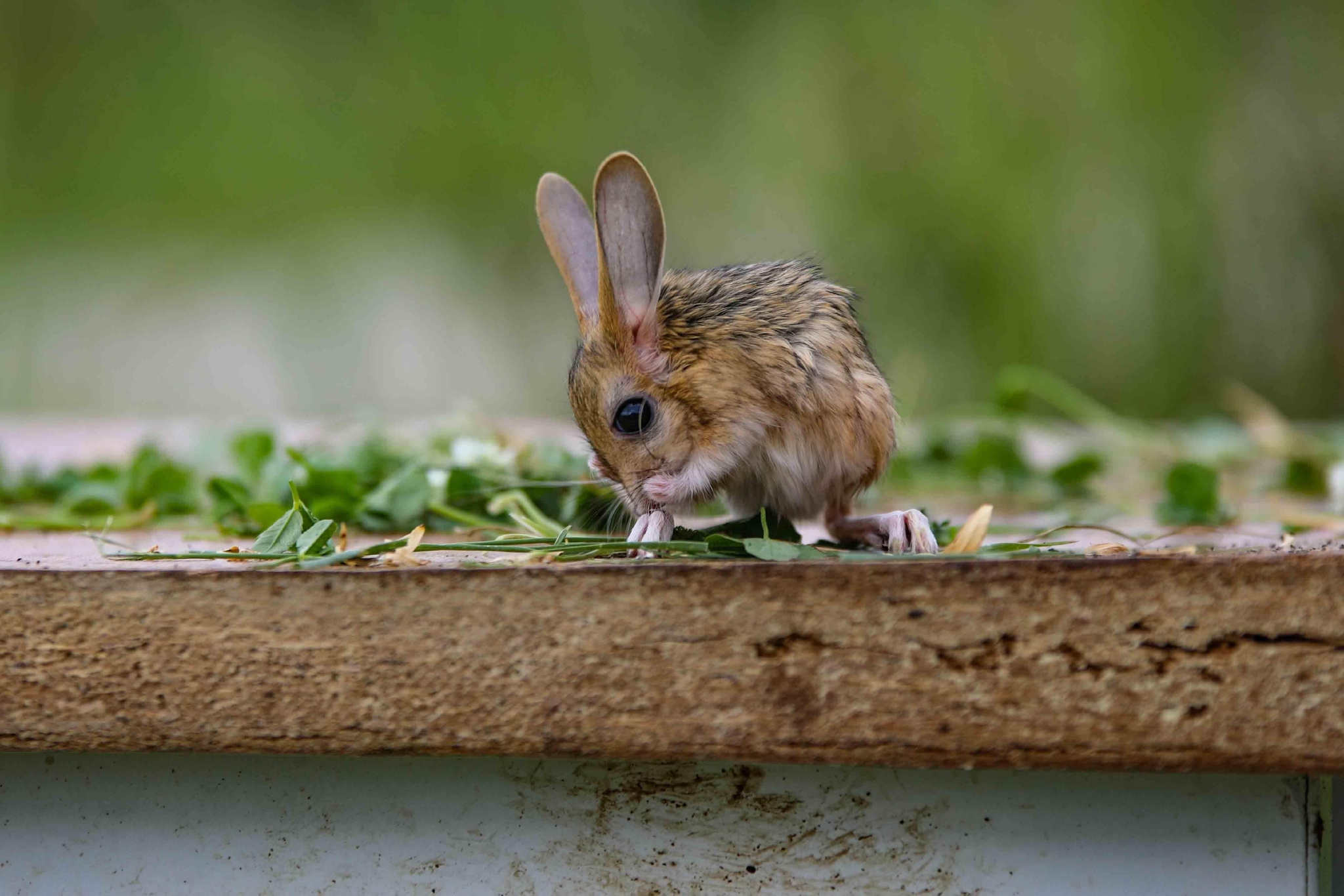 土耳其动保康复中心内小跳鼠觅食玩耍