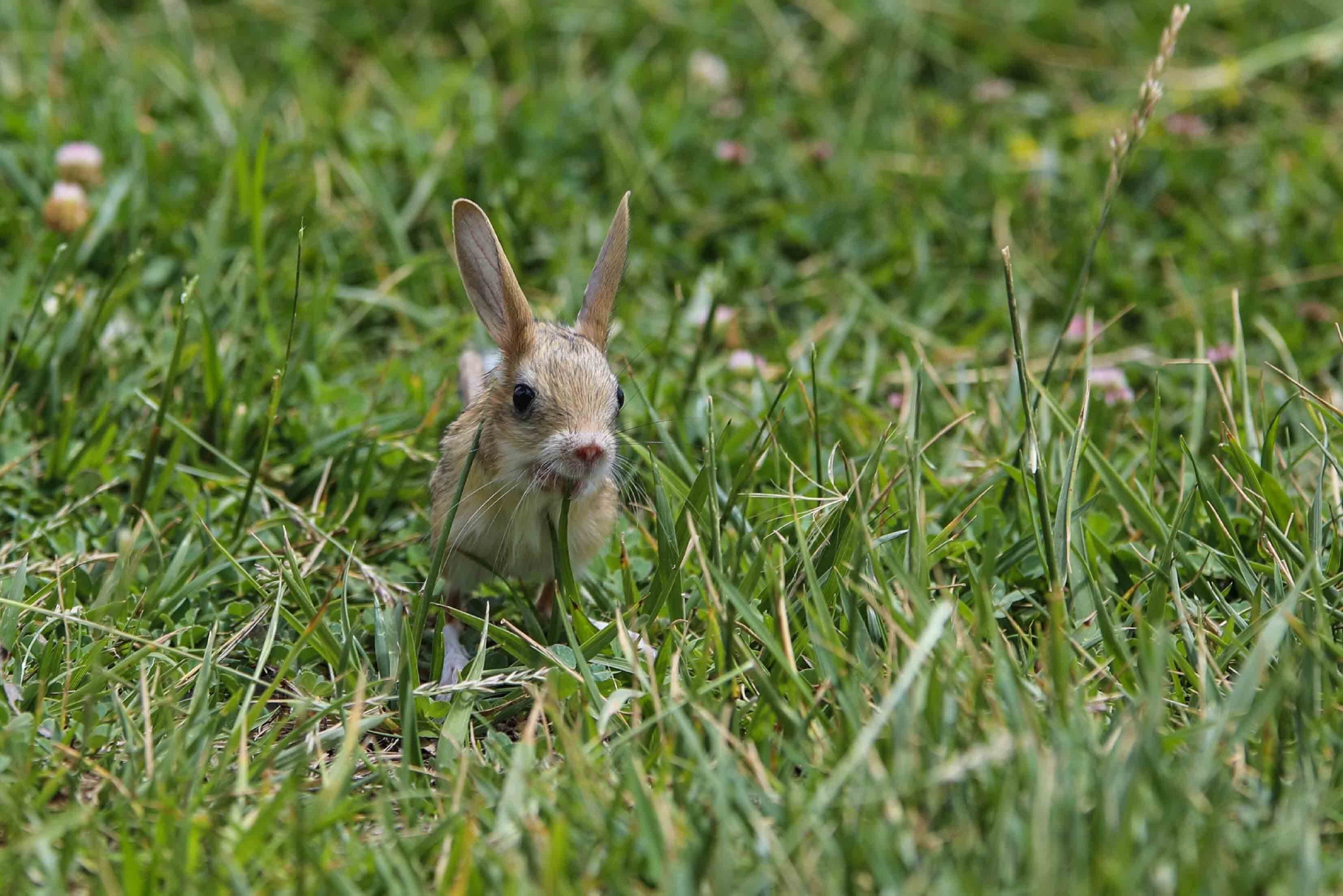 土耳其动保康复中心内小跳鼠觅食玩耍