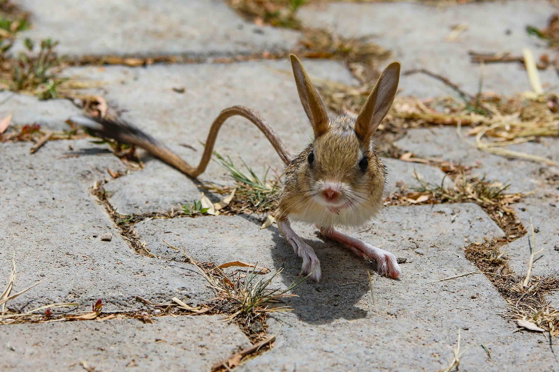 土耳其动保康复中心内小跳鼠觅食玩耍