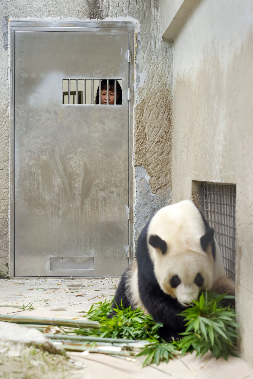 6月21日，饲养员郎舜筠在给大熊猫“盼月”喂了新鲜竹子后观察其进食情况。新华社记者 沈伯韩 摄