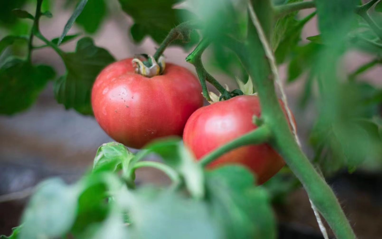 未来五年 北京乡村什么样?