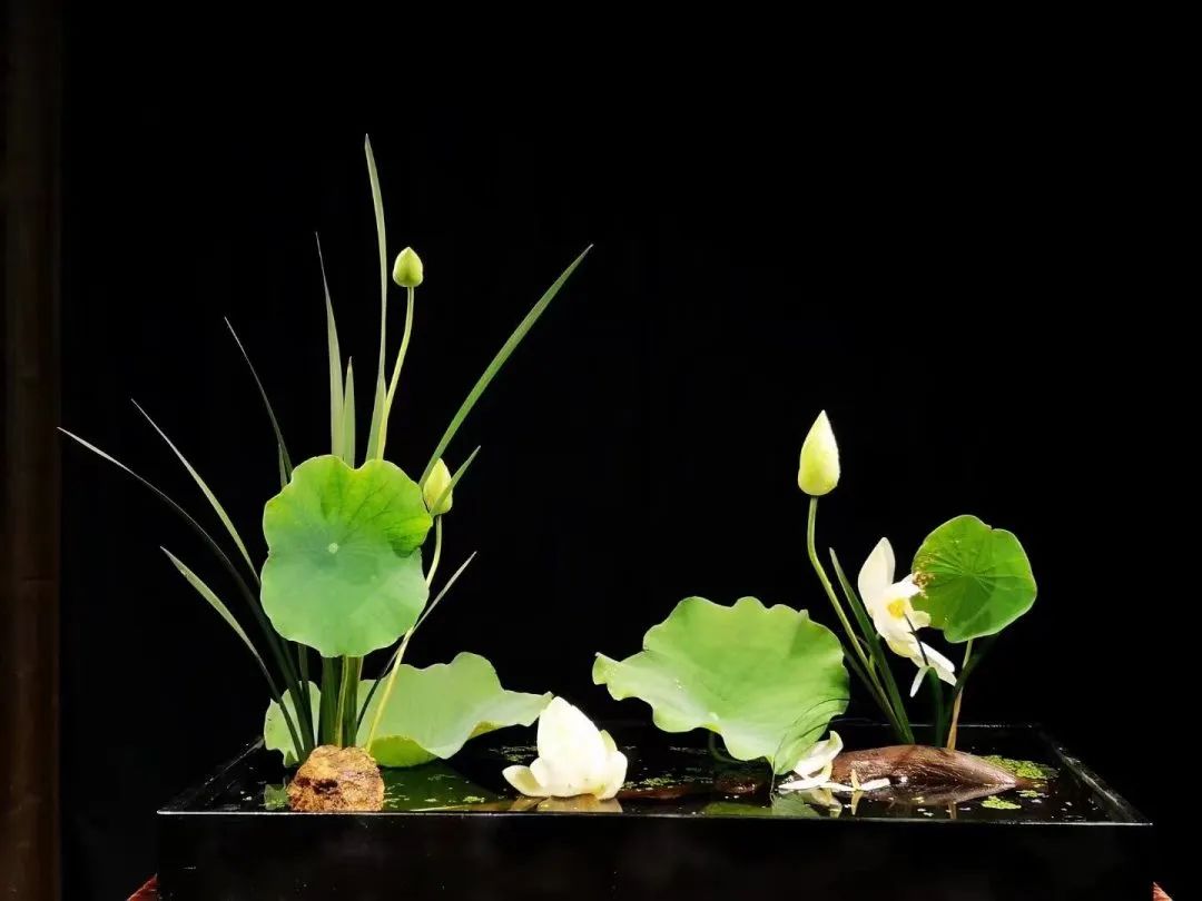 中日插花流派荷花插花荟萃惊艳了夏日