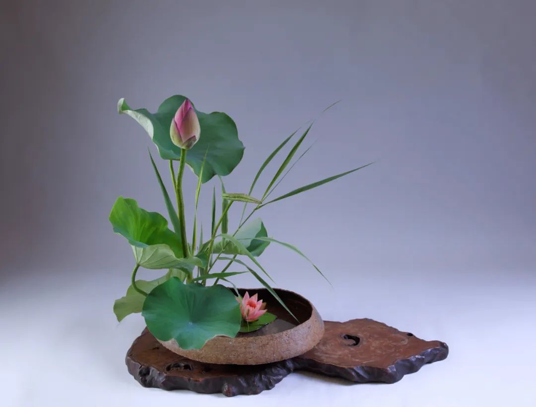 中日插花流派荷花插花荟萃,惊艳了夏日!