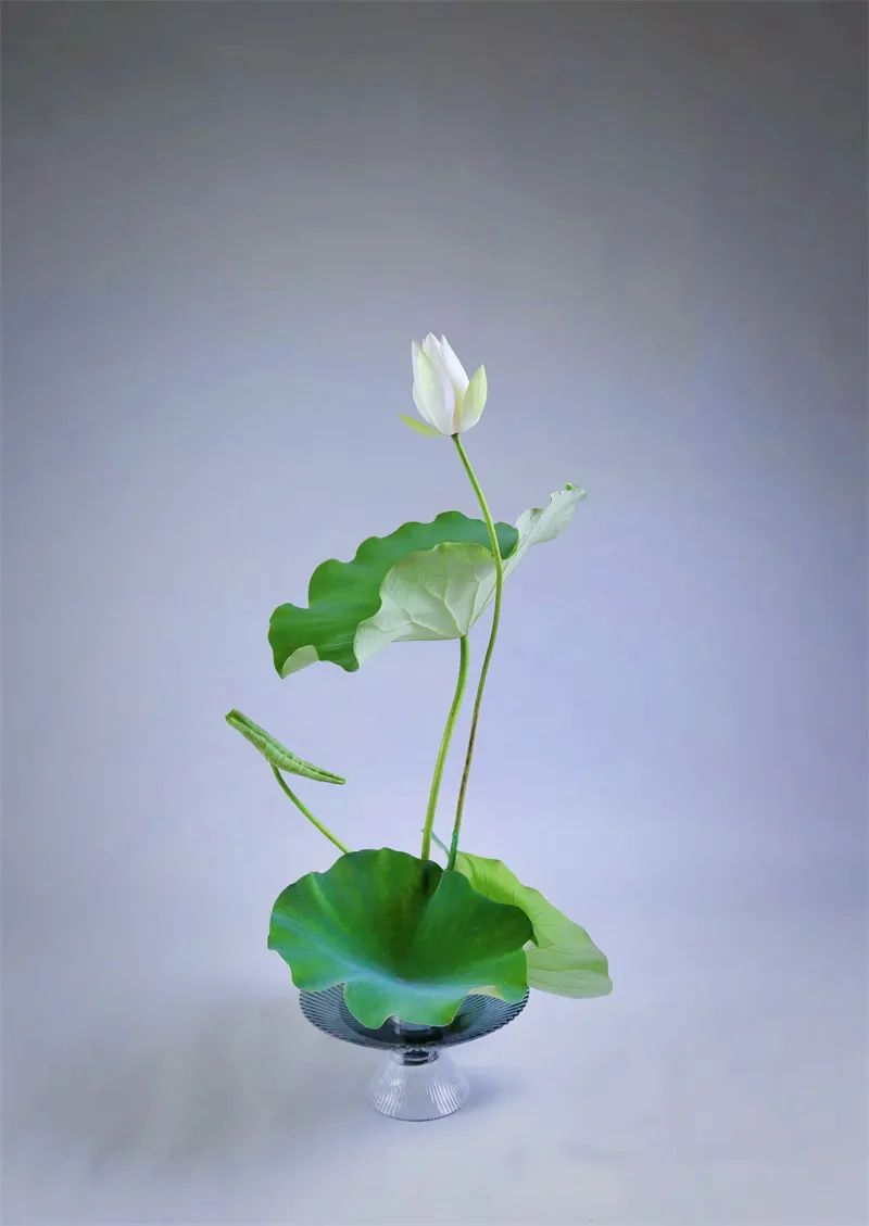 中日插花流派荷花插花荟萃,惊艳了夏日!|插花_新浪财经_新浪网