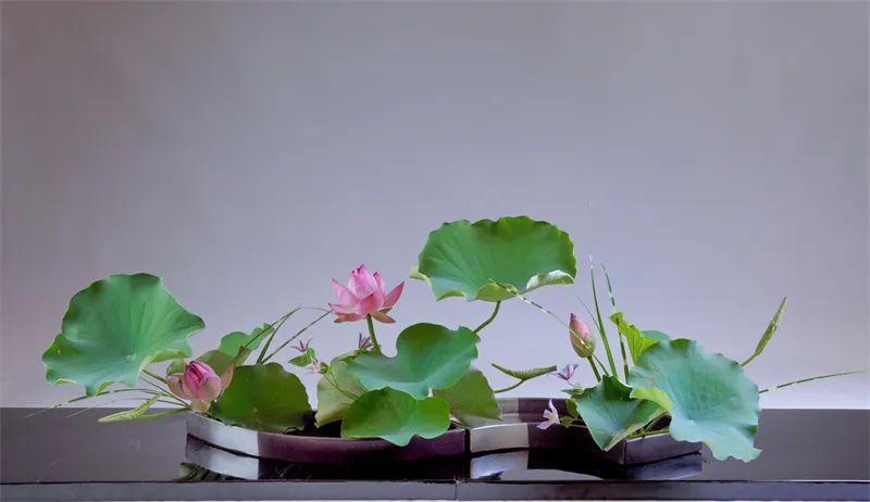 中日插花流派荷花插花荟萃,惊艳了夏日!|插花_新浪财经_新浪网