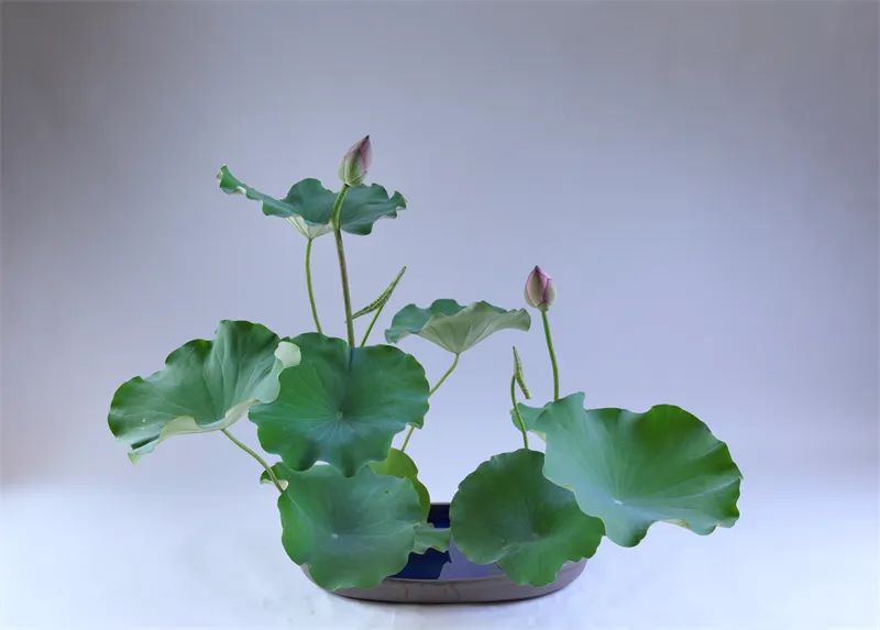 中日插花流派荷花插花荟萃惊艳了夏日