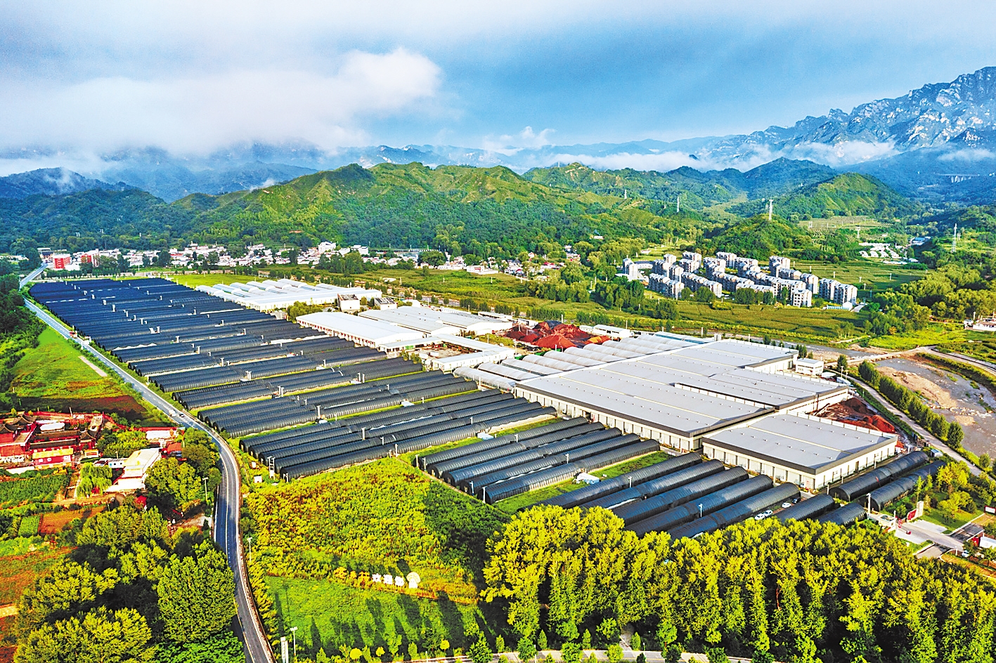 阜平县现代食用菌核心园区内,大棚鳞次栉比. 河北日报通讯员 李玉亮摄