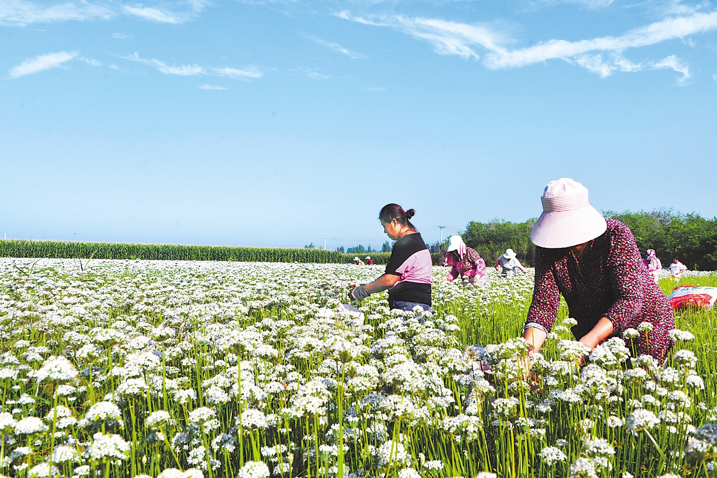 望都县赵庄镇农民采摘韭菜花. 河北日报通讯员 栗志安摄