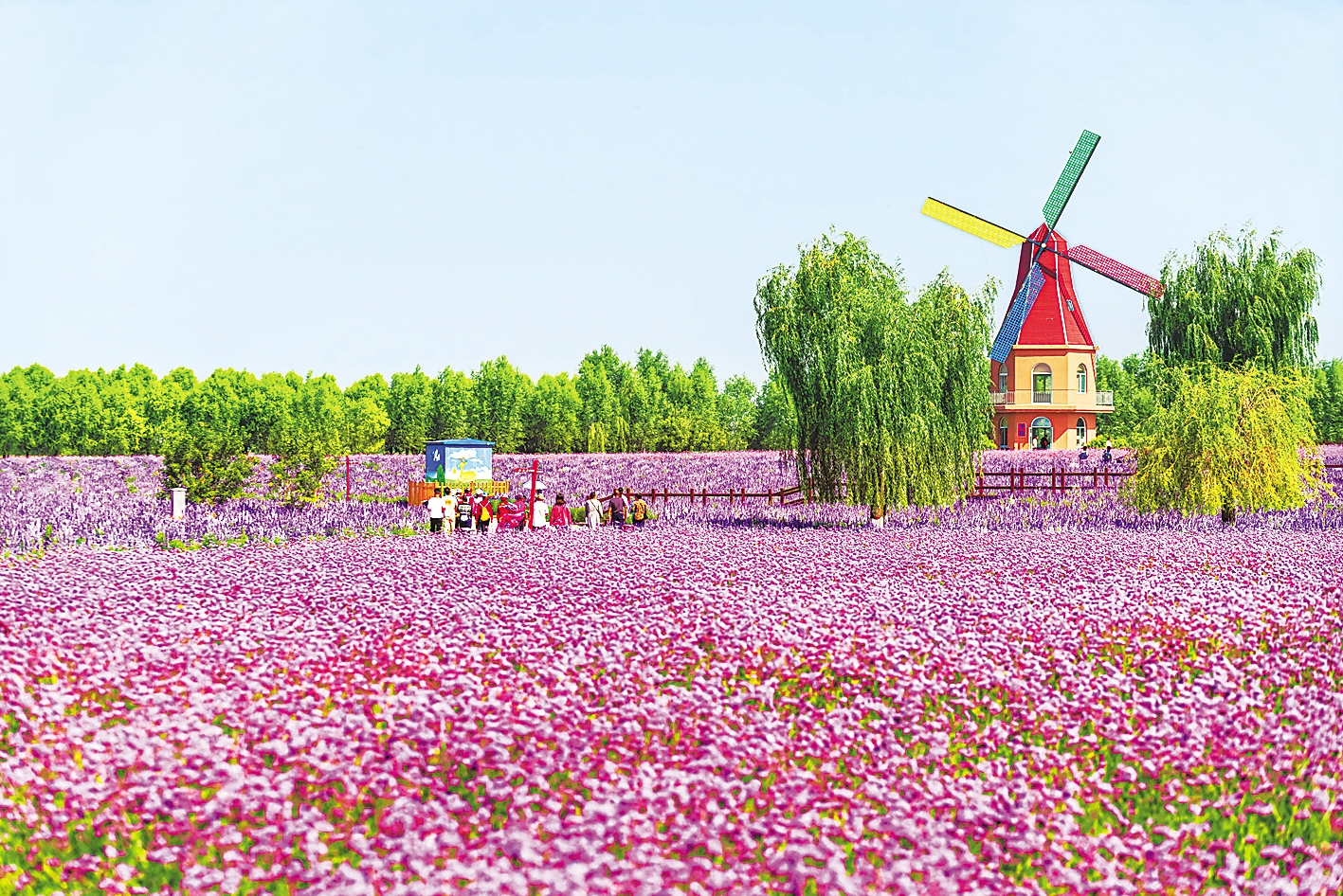 安国医药文化博览园的花海,既可观赏,又可入药,吸引游客纷至沓来.