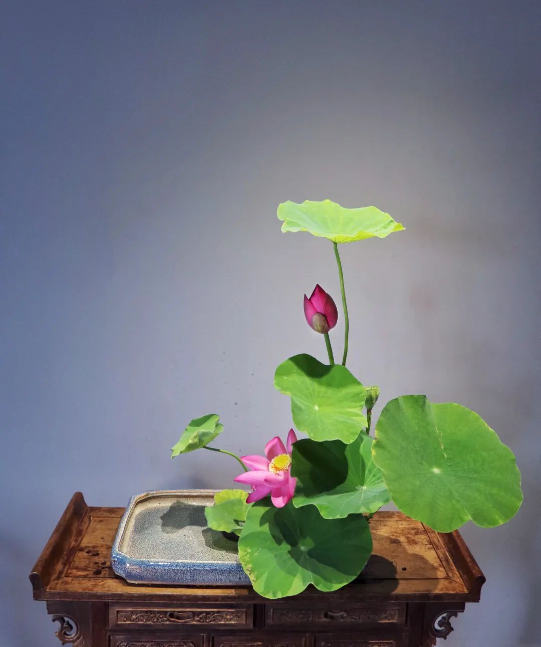 中日插花流派荷花插花荟萃惊艳了夏日