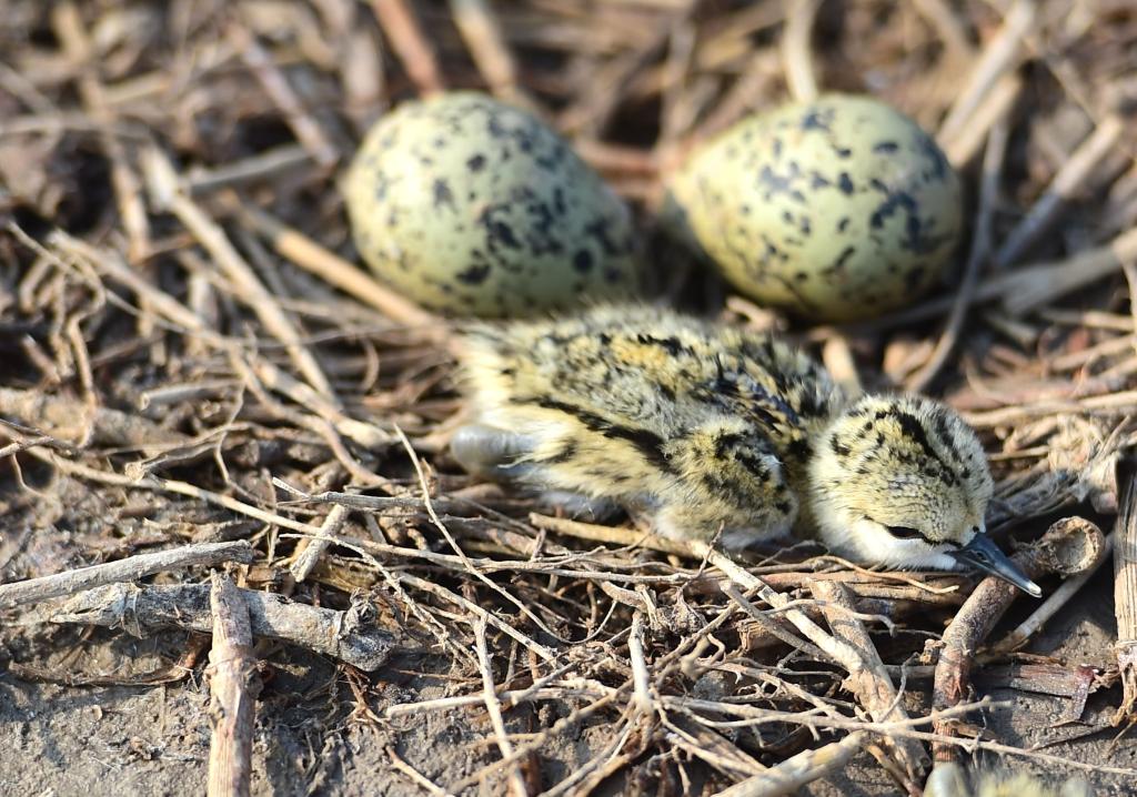 高温下他们精心护佑湿地鸟儿产房