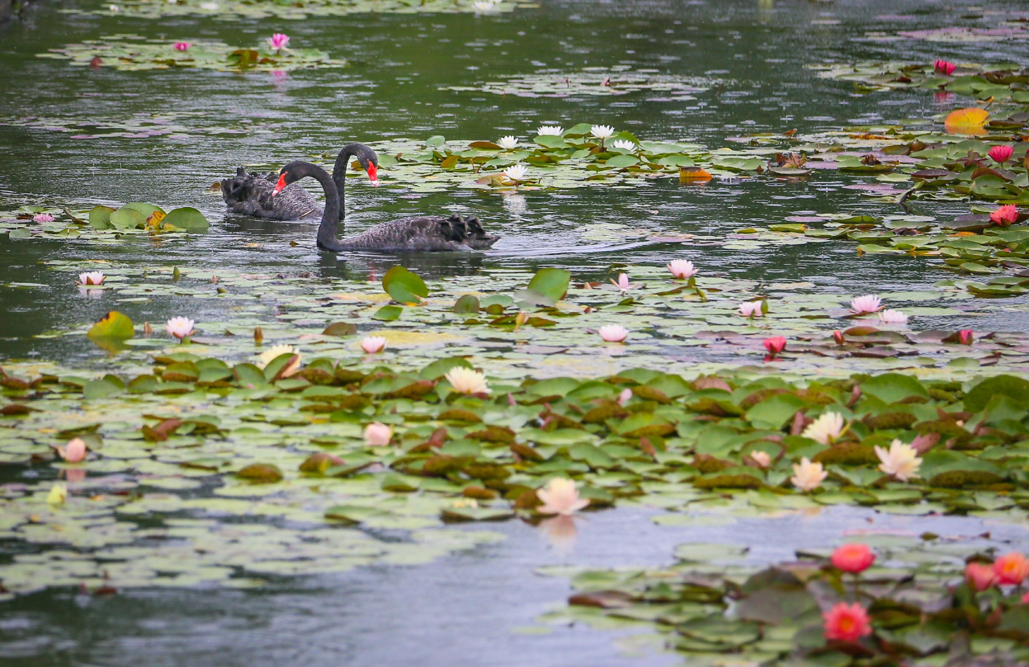 水中芭蕾舞者是谁原来是栖息辰山植物园天鹅湖的14只黑天鹅